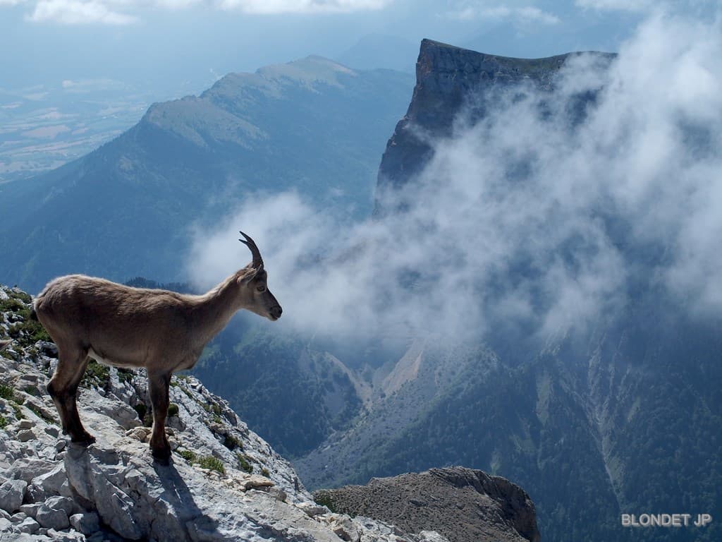 Sur les pentes du Grand Veymont