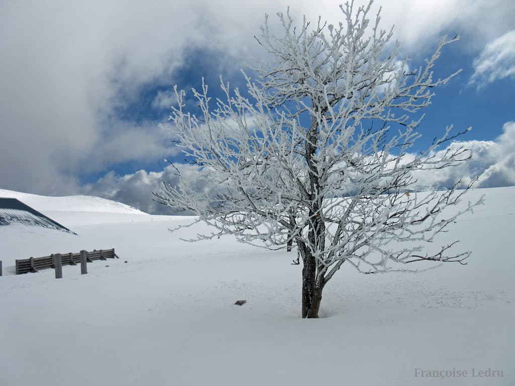 Arbre givré