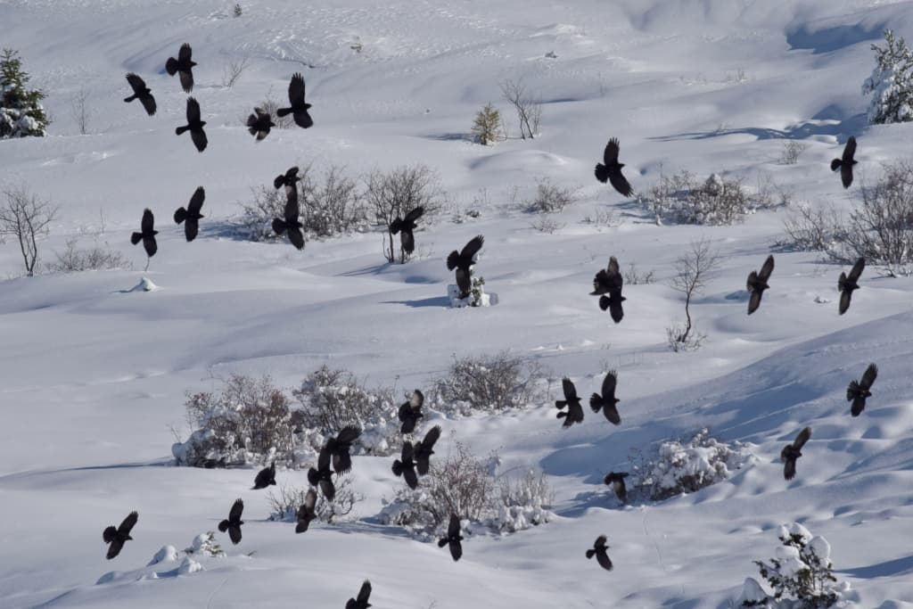 Blanc et Noirs