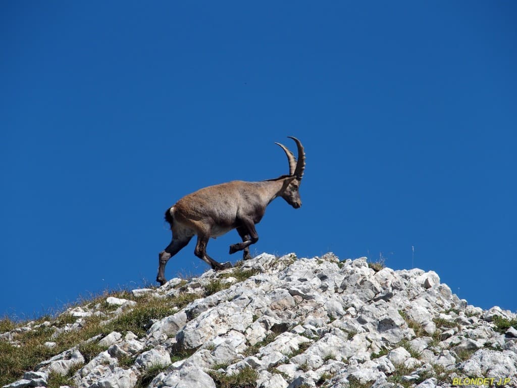 Bouquetin du Grand Veymont