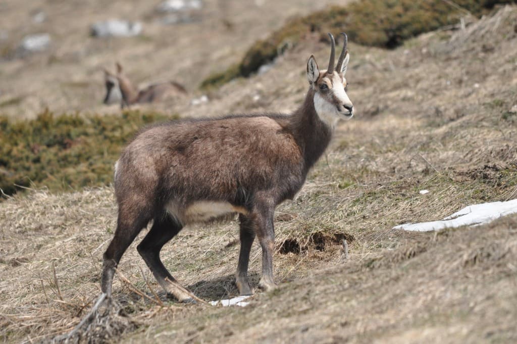 Chamois de Chartreuse.