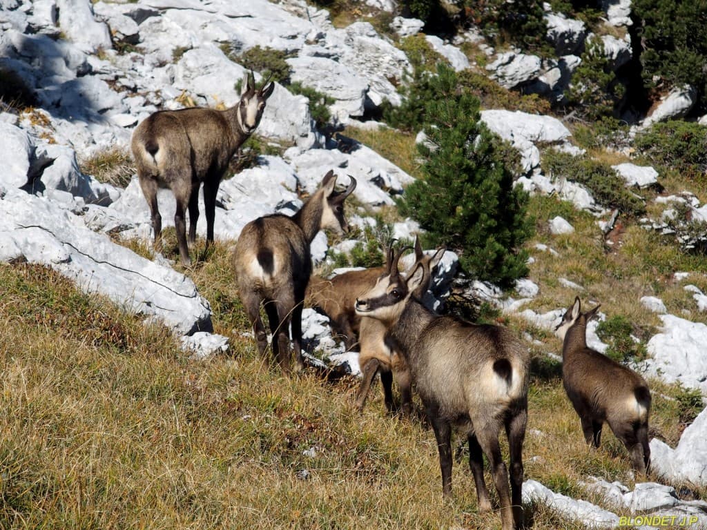 Chamois de la Dent de Crolles