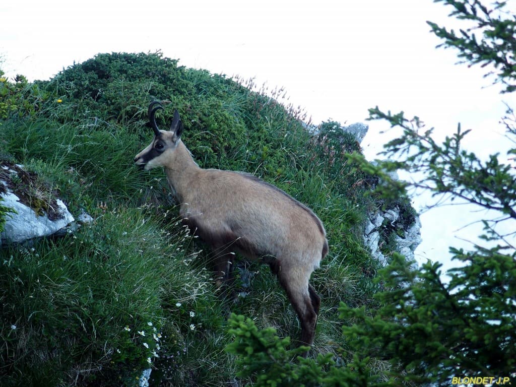 Chamois de la Grande Sure