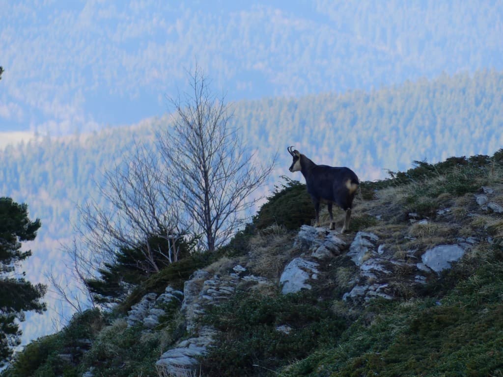 Chamois