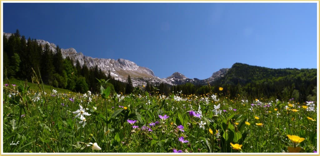 champ fleuri dans le vallon de la Fauge