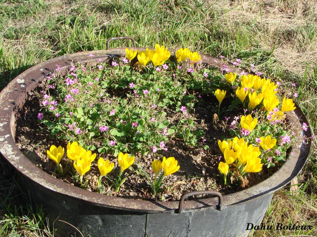 Crocus