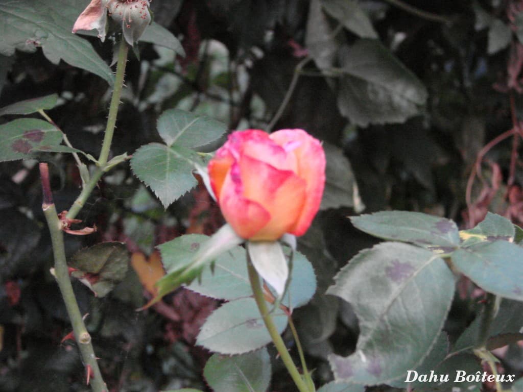 Dernière rose de l'été