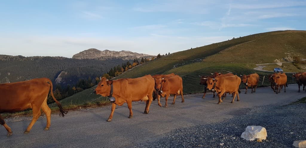 Descente de l'alpage