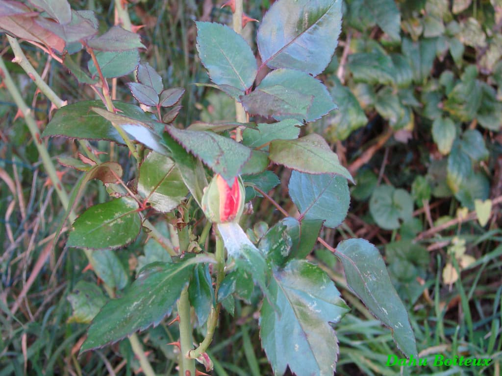 Eclosion de la dernière rose de l'année !