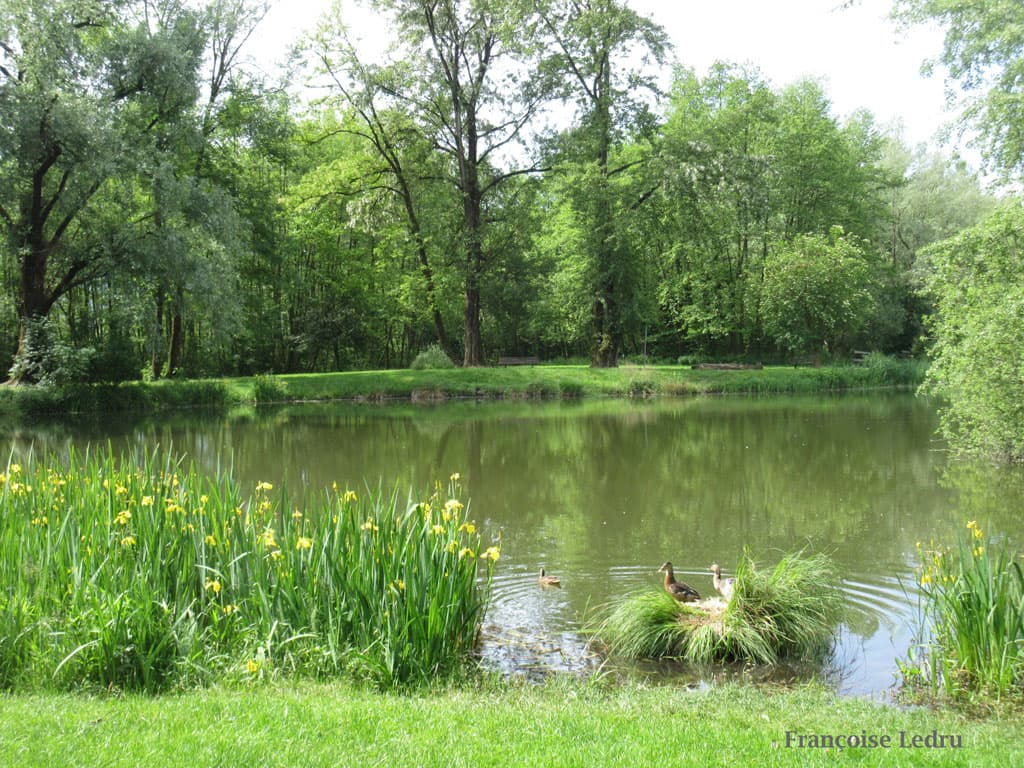 Etang de Montfort