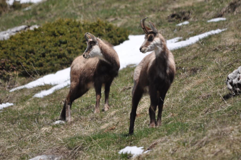 Faune de montagne. Mmg