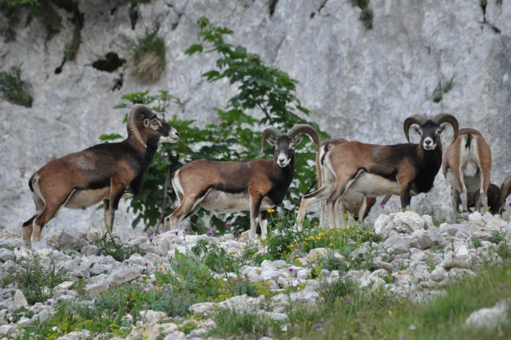 Faune de nos massifs !!!