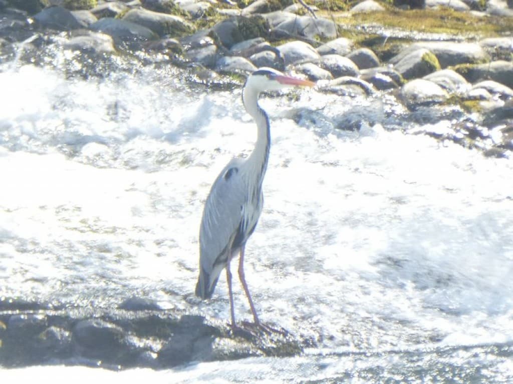 héron dans l'eau neigeuse du Chassezac
