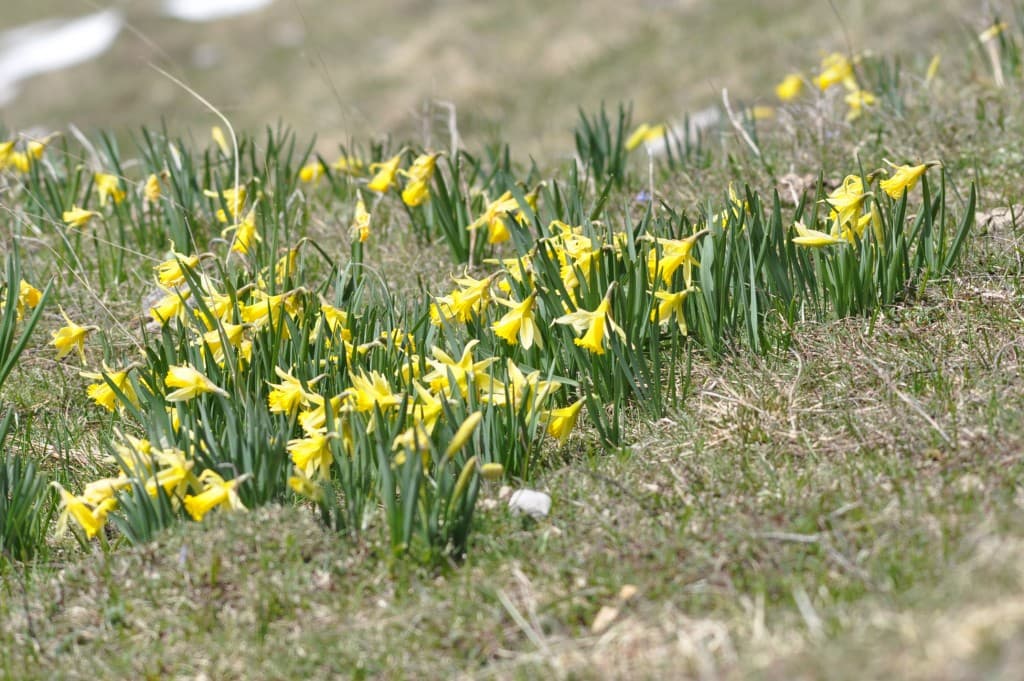 Jonquilles d'alpage.mg