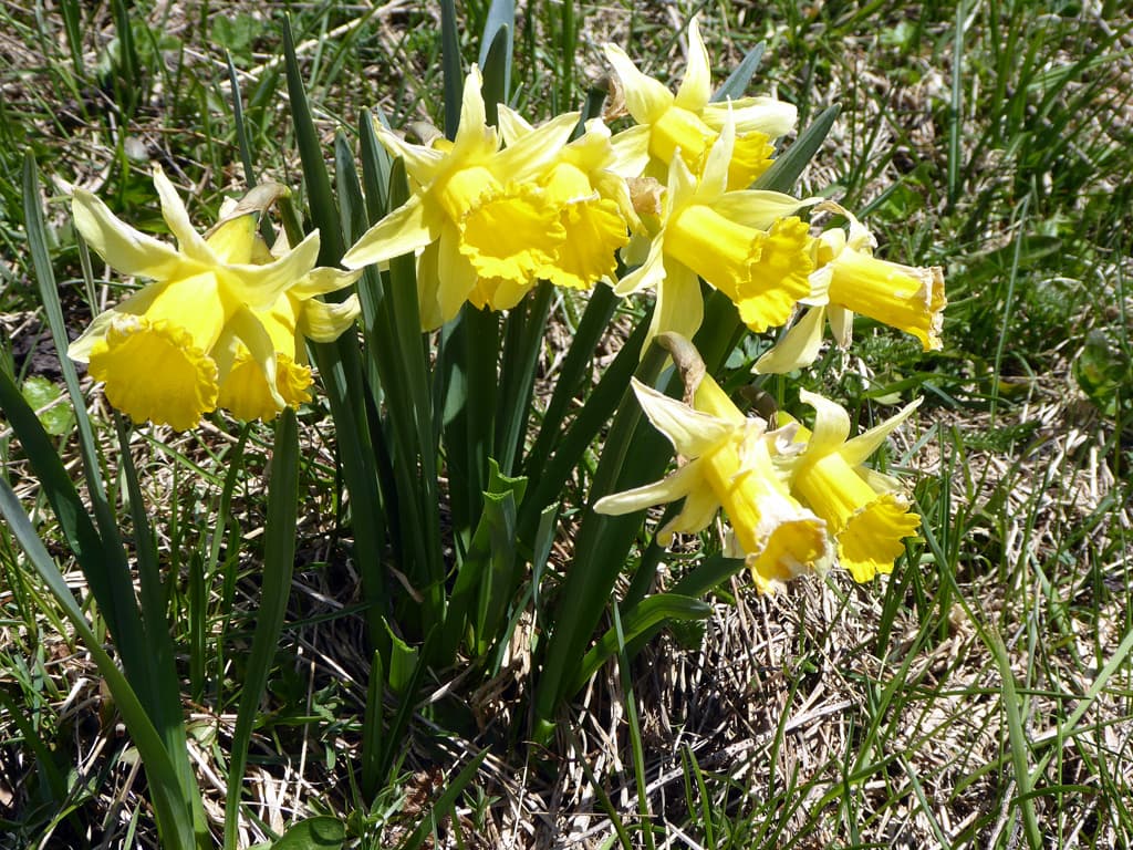 jonquilles