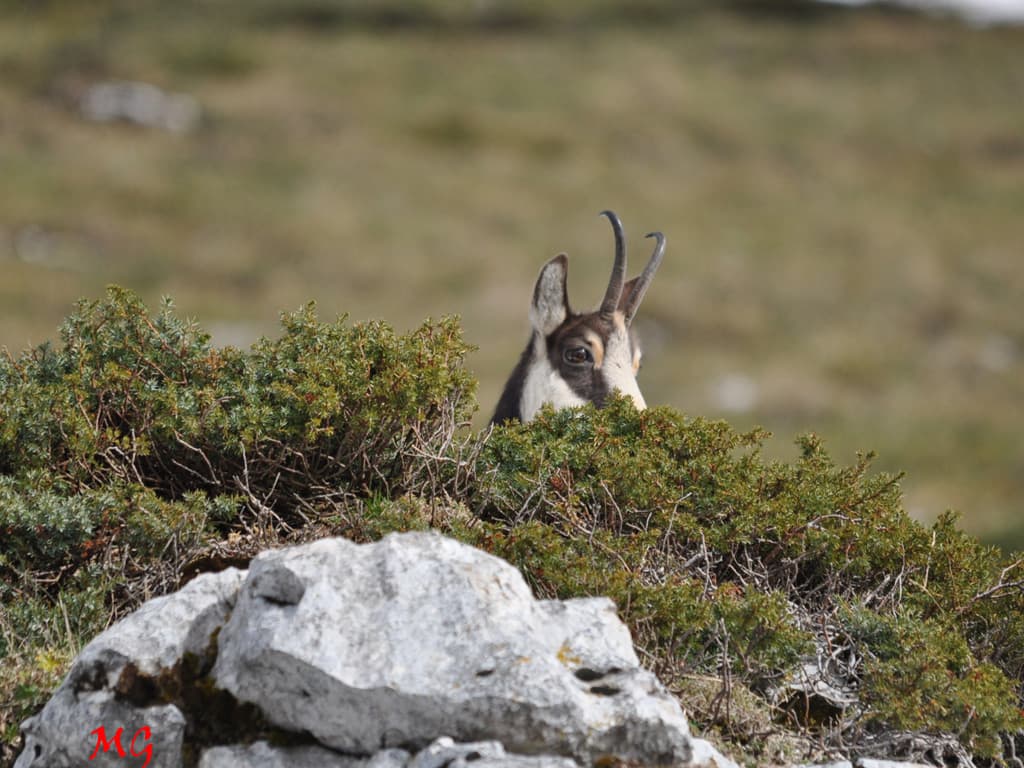 Jouer à "cache chamois" !!!