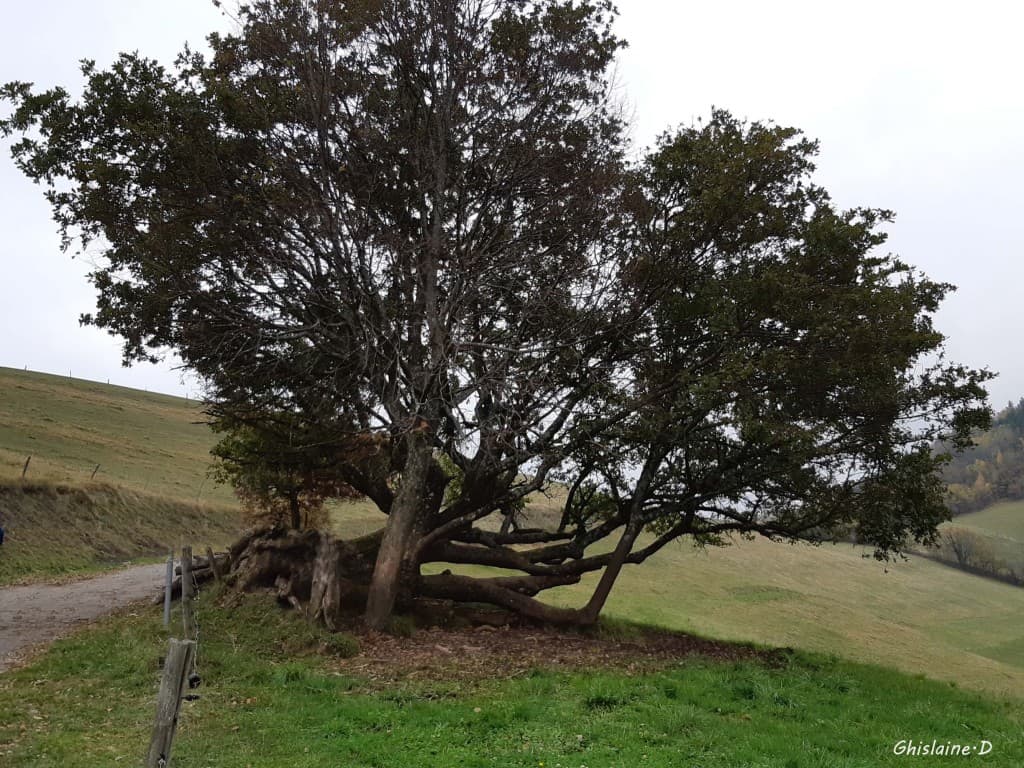 La force de la nature