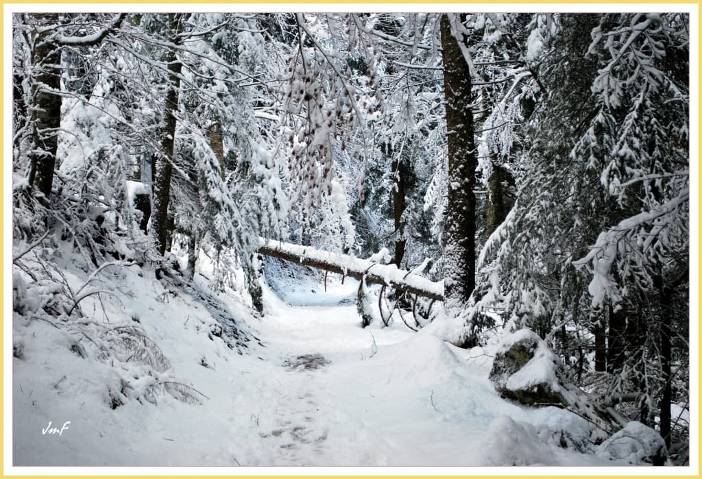 la forêt bien enneigée