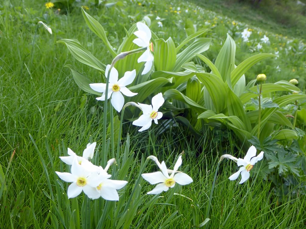 les narcisses