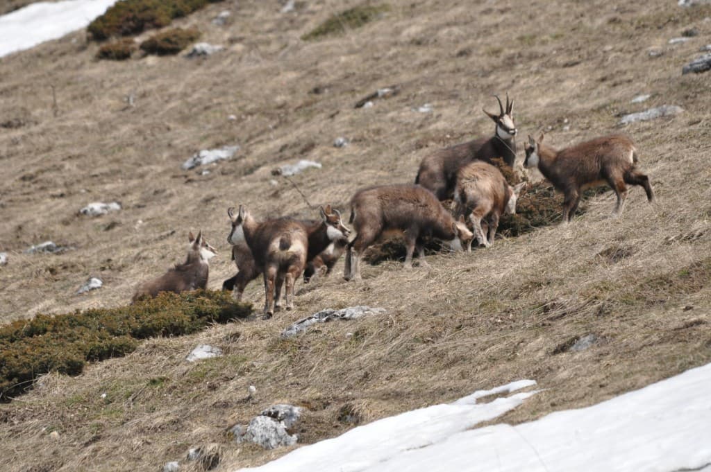 Merveilleuse faune de nos montagnes !!!