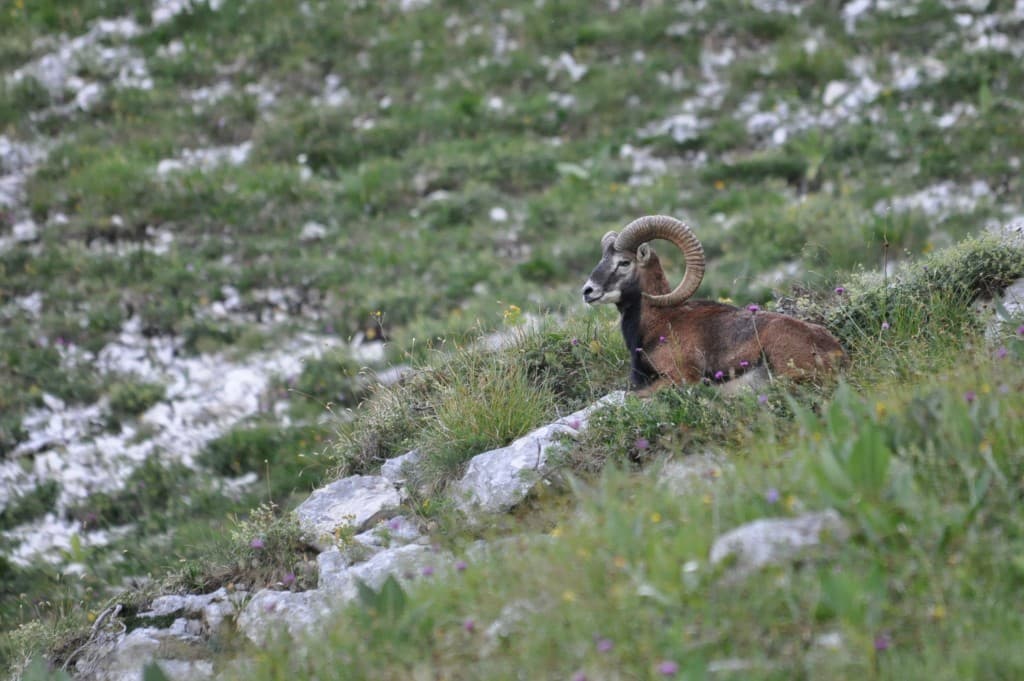 Moufflons en Chartreuse MG/