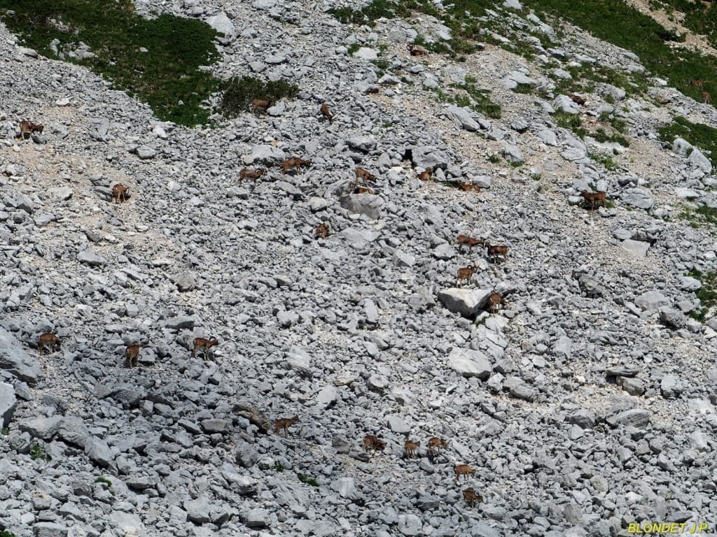 Mouflons de la Grande Sure