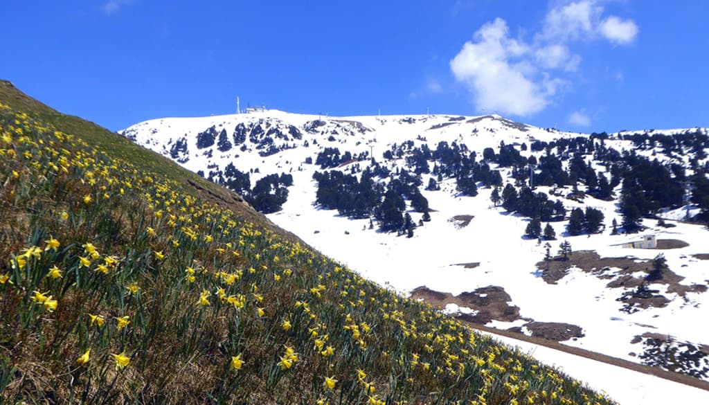 neige et jonquilles