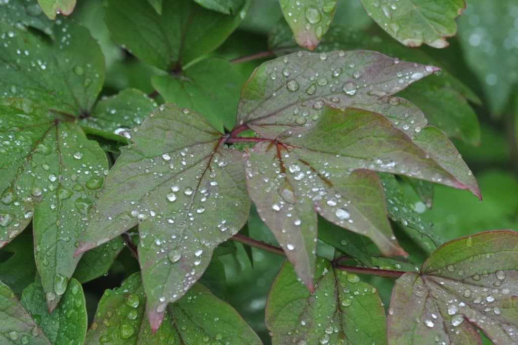 Perles de pluie ... mg
