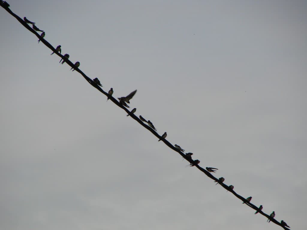 Rassemblement pour le grand voyage