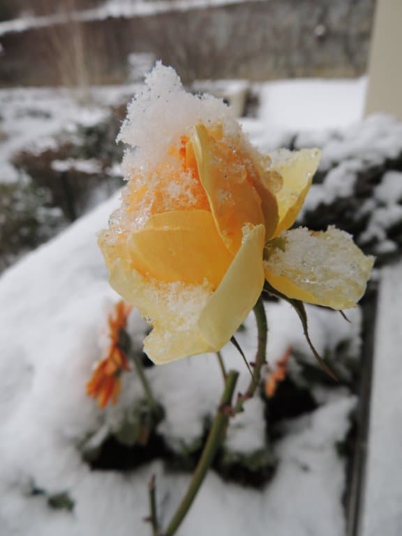 Rose sous la neige