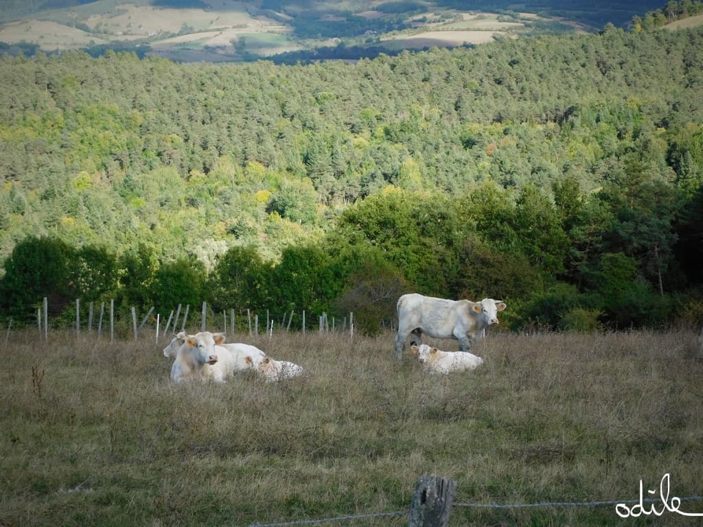 Sérénité aux champs