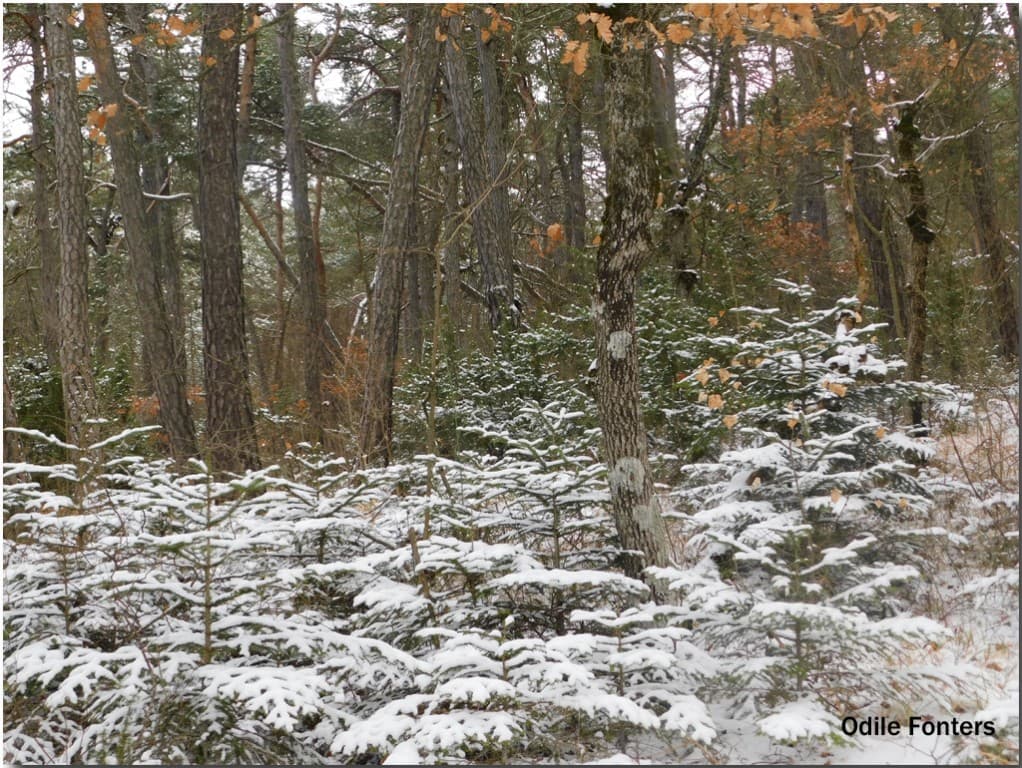 sous-bois d'hiver