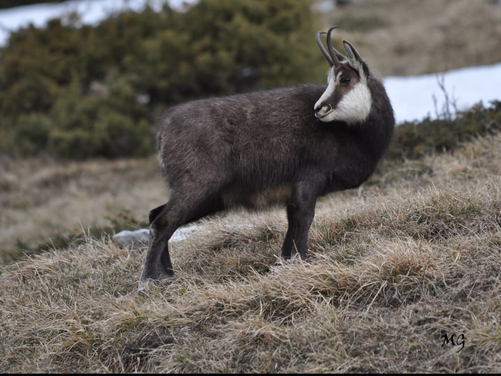 Faune sauvage de nos massifs !!!