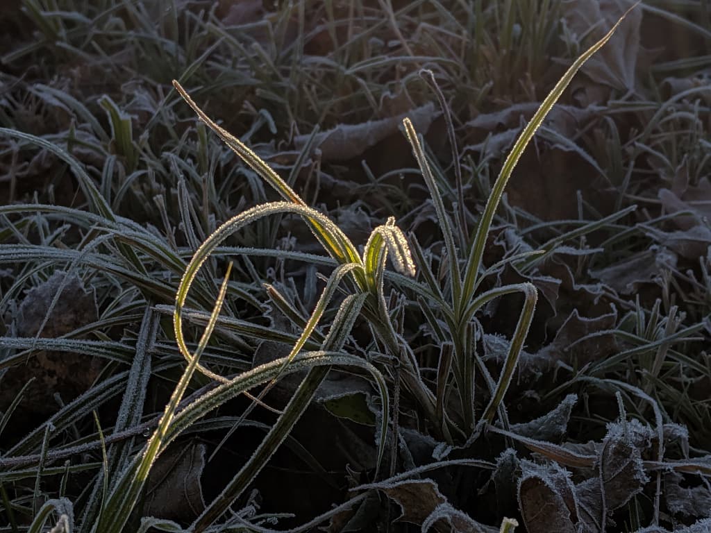 Gelée blanche au soleil