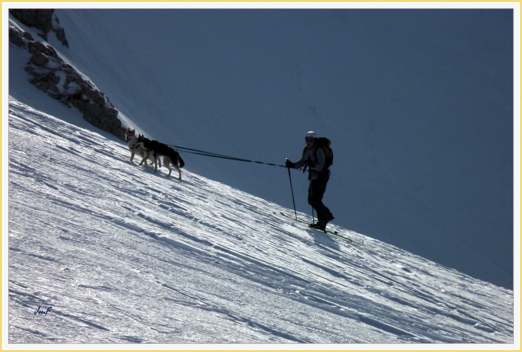 traction canine en hors piste