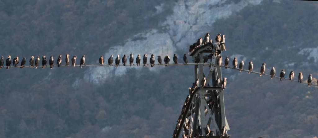 Les étourneaux se sont donnés rendez vous (EL)